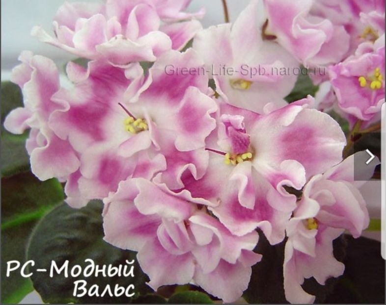 Poza net - RS Modern Waltz