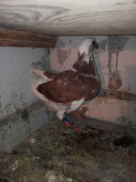 Un.voiajor oprit ptr mine - Pui 2019