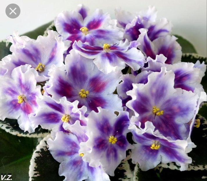 Poza net - VaT Car Goroh