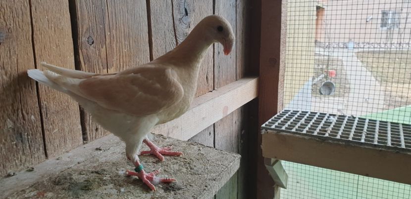  - Voiajori Germani pui 2019
