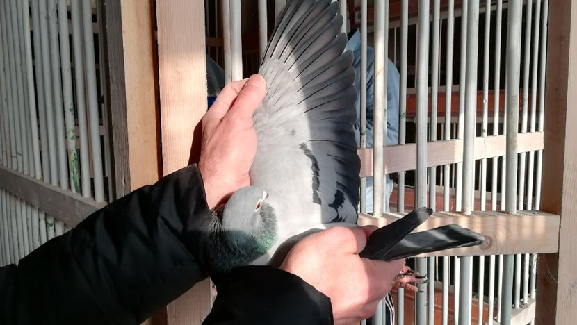 Bunica 4 Cupe - Vochin George Gizela