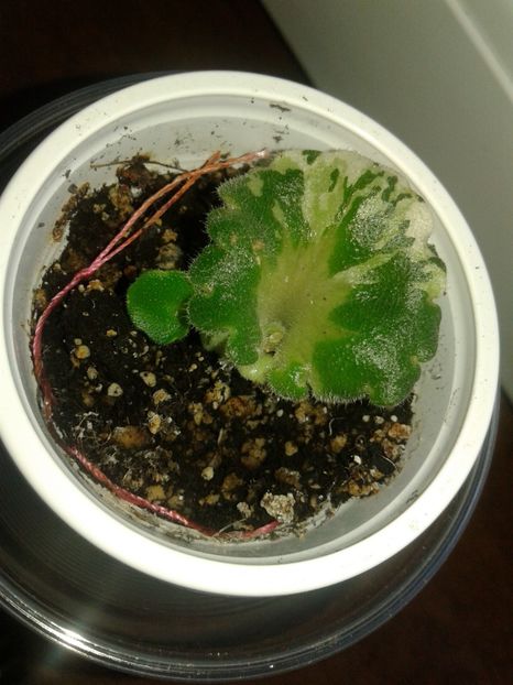 06.10.2018 - Shirls Freckled Face