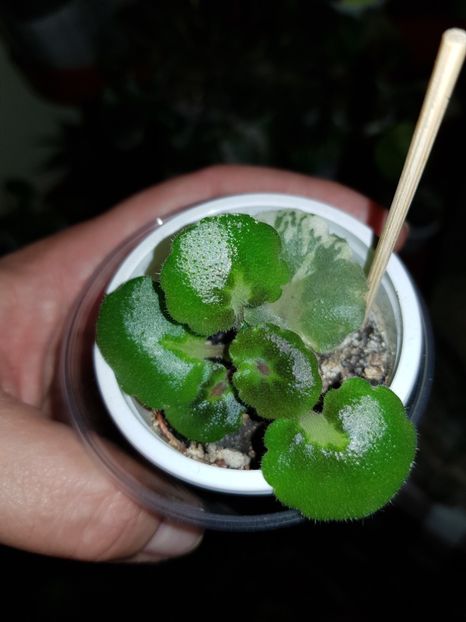 14.01.2019 - Shirls Freckled Face