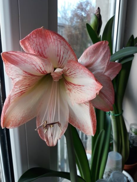 Aple Blossom - AMARYLISS