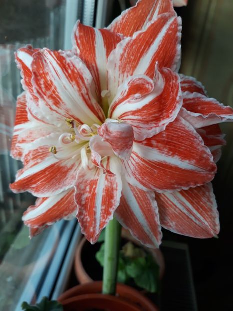 Dancing Queen - AMARYLISS