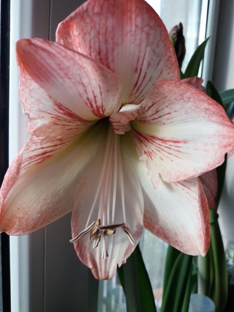 Aple Blossom - AMARYLISS