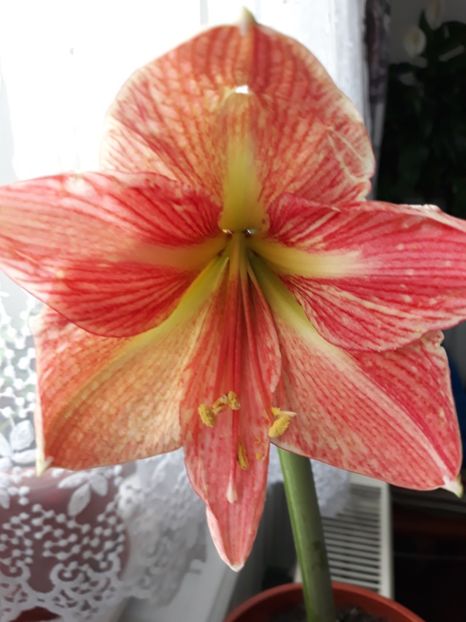 Terra Cota Star - AMARYLISS