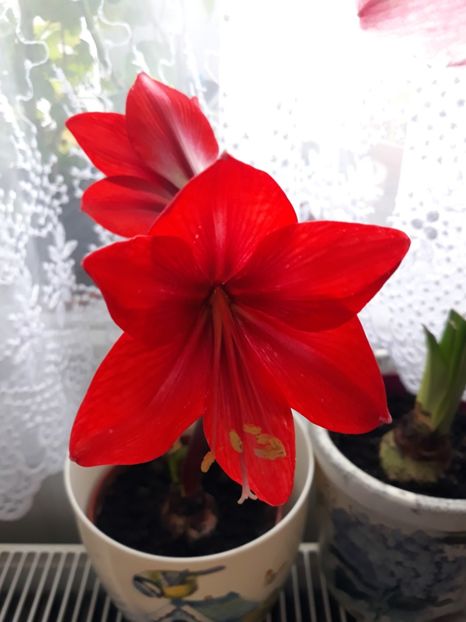 Red Park - AMARYLISS