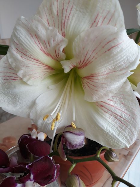 Ambiance - AMARYLISS