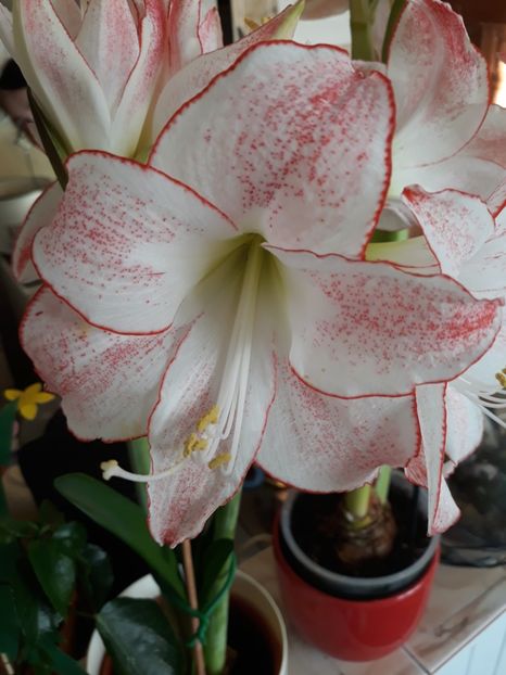 Spotlight - AMARYLISS