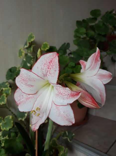 Spotlight - AMARYLISS