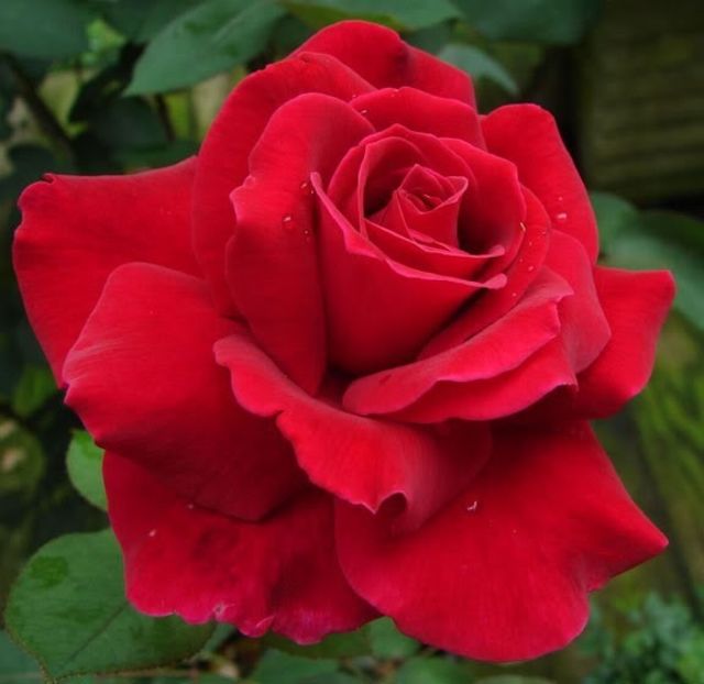 MR LINCOLN- 3 - MISTER LINCOLN