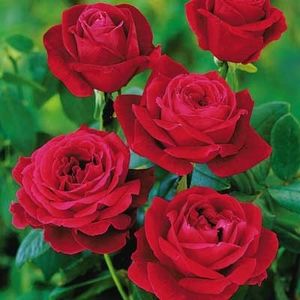 mr-lincoln-rose - MISTER LINCOLN