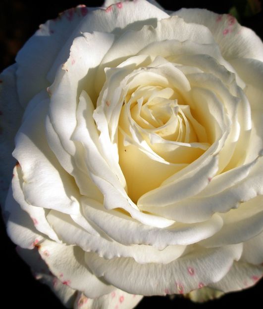 MT CHASTA -1 - MOUNT SHASTA - MT CHASTA