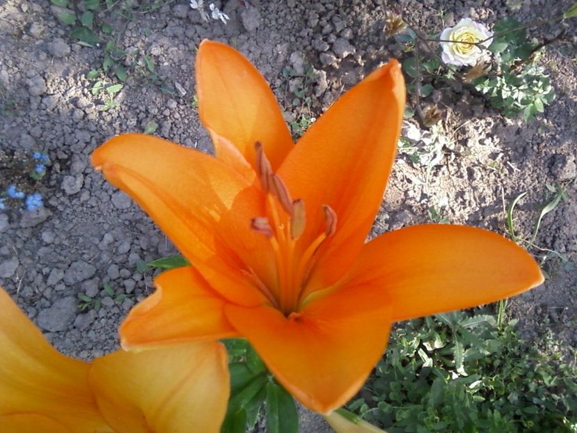 Fotografie-0091 - Crini