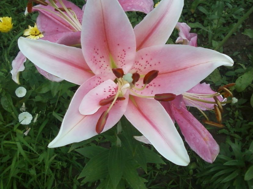 Fotografie-0096 - Crini