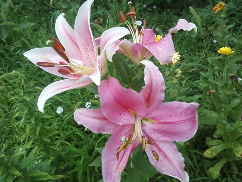 Fotografie-0098 - Crini