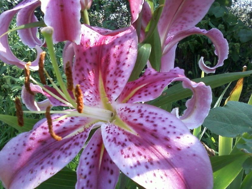 Fotografie-0105 - Crini