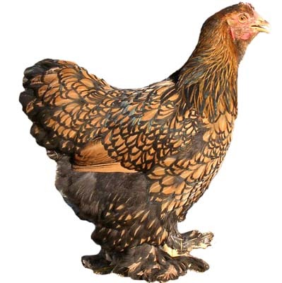 sc_cochin_goldlaced_hen1psbr - 0 CONTACT 0