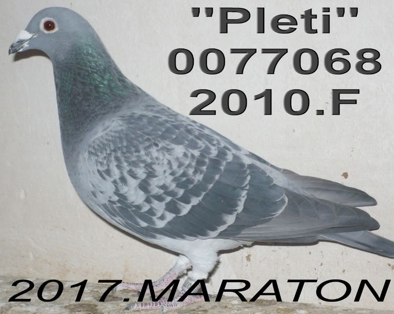 2010.077068.F. B+ - 2 MATCA 2018 ZBURATORI
