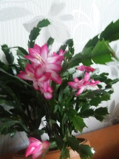  - Florile mele februarie 2019