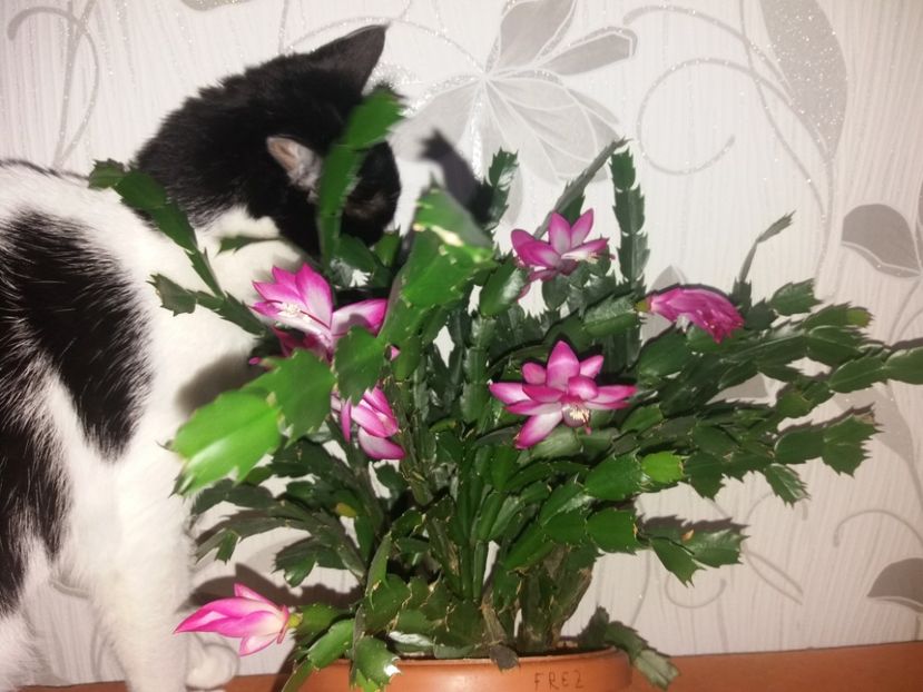  - Florile mele februarie 2019