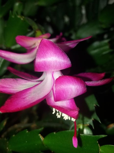  - Florile mele februarie 2019
