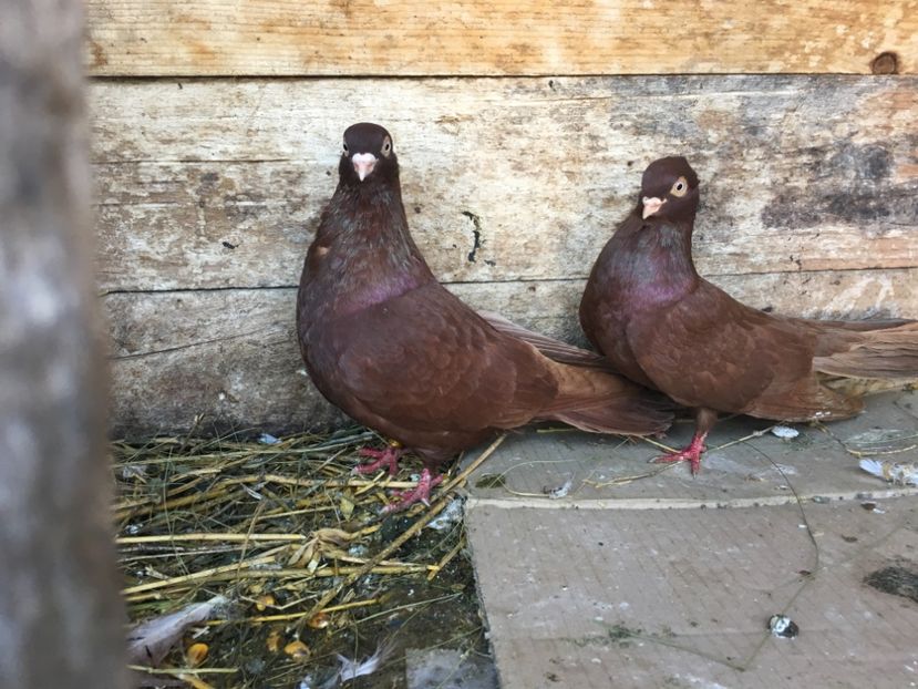 E1EB4B79-BE53-47D0-B07C-A0BAAB82E5C6 - vanduti