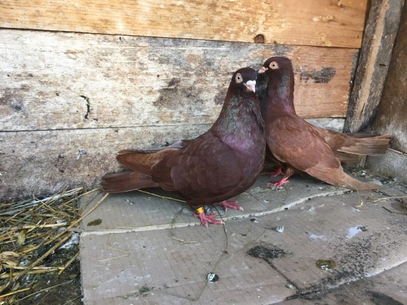 917C2218-BF37-4DD6-9058-A12B7D29584E - vanduti