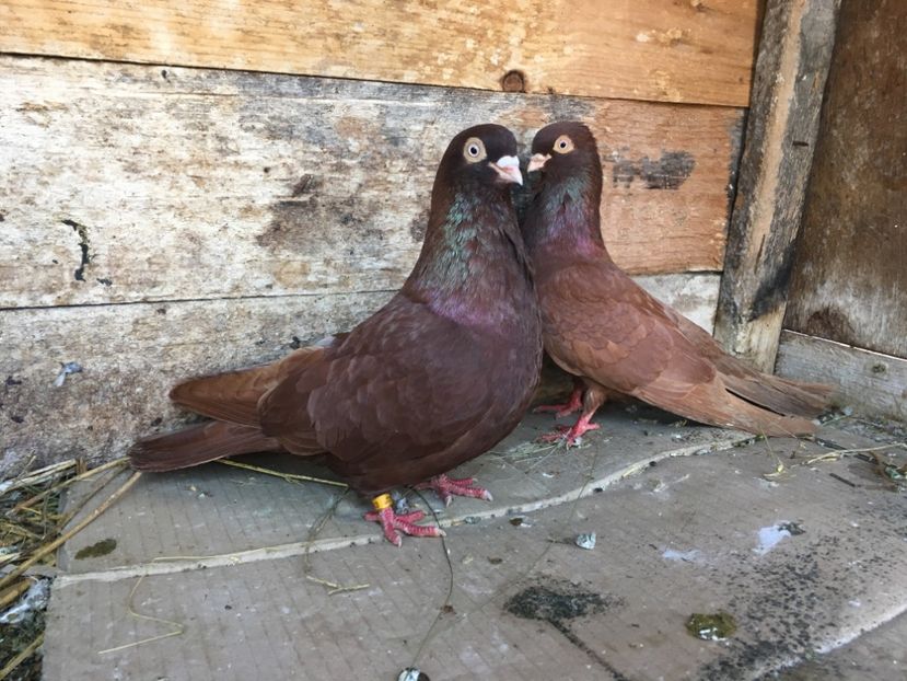 4A827787-A371-4218-A58C-2E75F3C27EB2 - vanduti