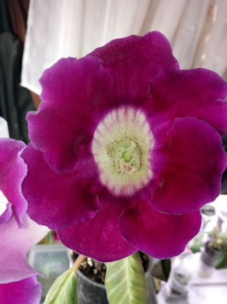 Nr.15 - Gloxinii din semințele obținute de mine 2018-2019