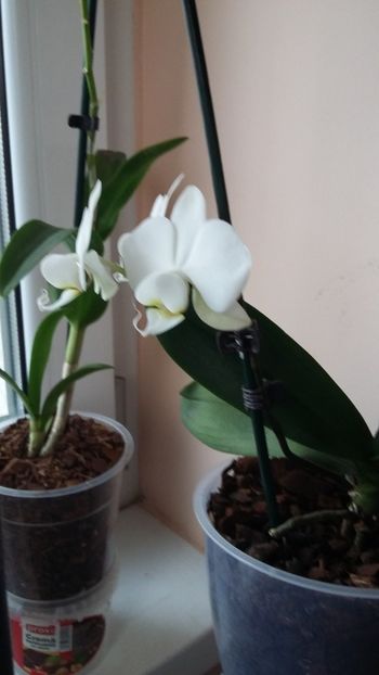 phalenopsis - norocel