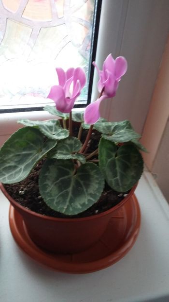 cyclamen - norocel