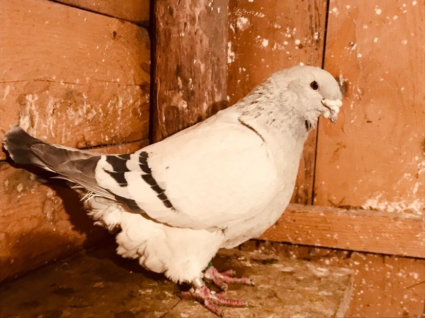 Mascul - 1-standard matca 2019