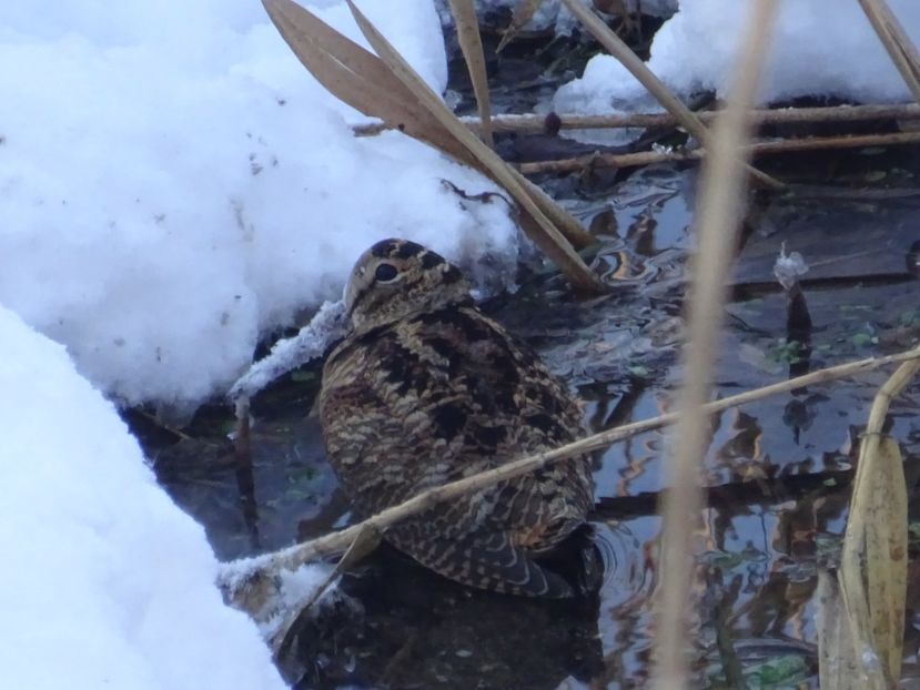 3bT - Becatina - Pasari din Bucuresti A-M