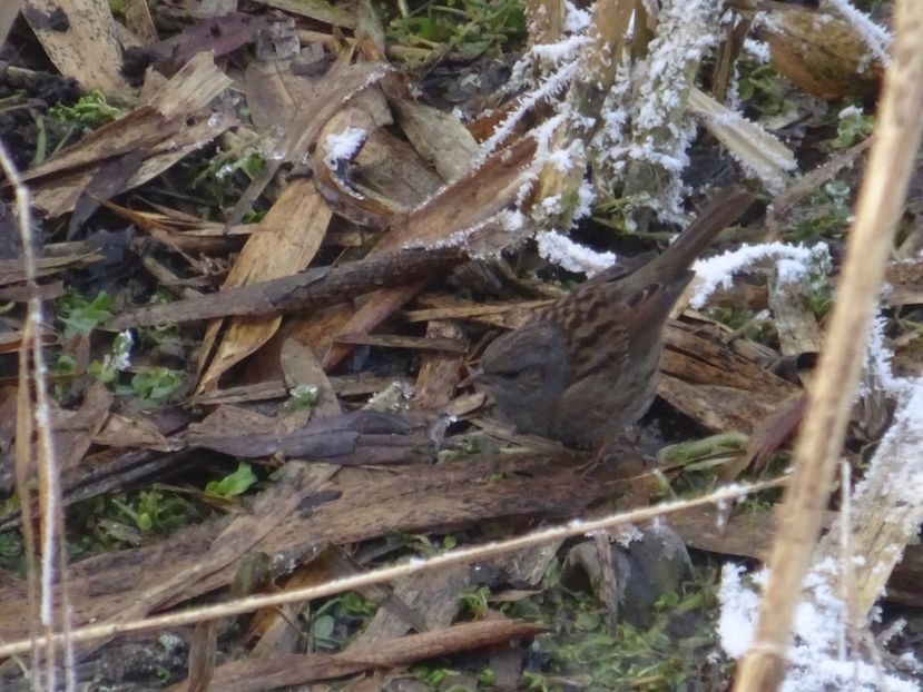 4aT - Brumarita - Pasari din Bucuresti A-M