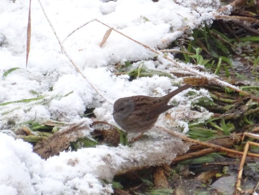 4bT - Brumarita - Pasari din Bucuresti A-M