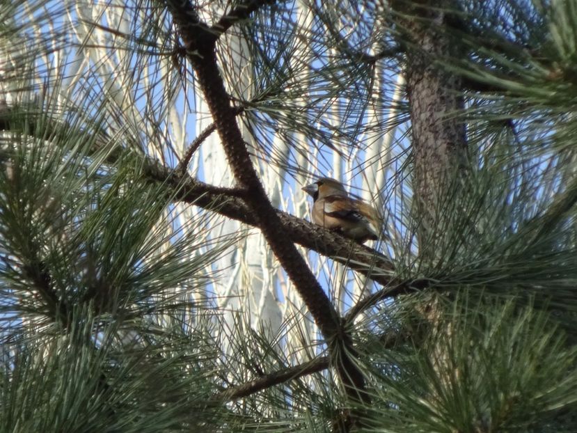 5aGB - Botgros - Pasari din Bucuresti A-M