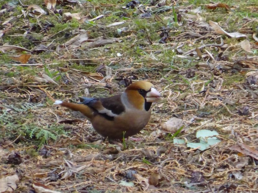 5bC - Botgros - Pasari din Bucuresti A-M