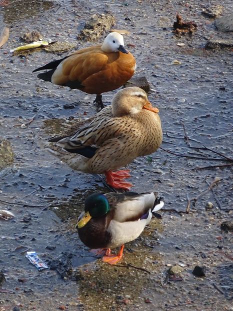 6aH - Califar rosu - Pasari din Bucuresti A-M