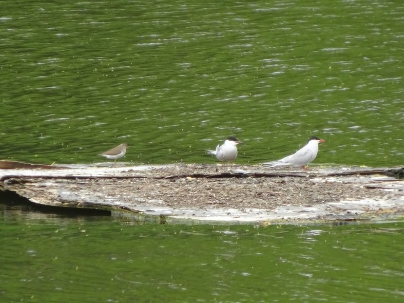 7aH - Chira - Pasari din Bucuresti A-M