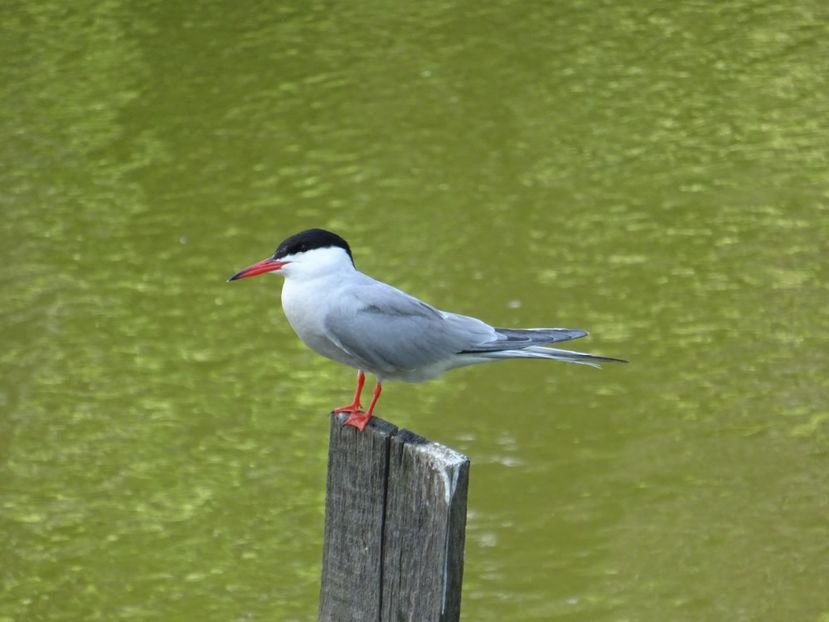 7bH - Chira - Pasari din Bucuresti A-M