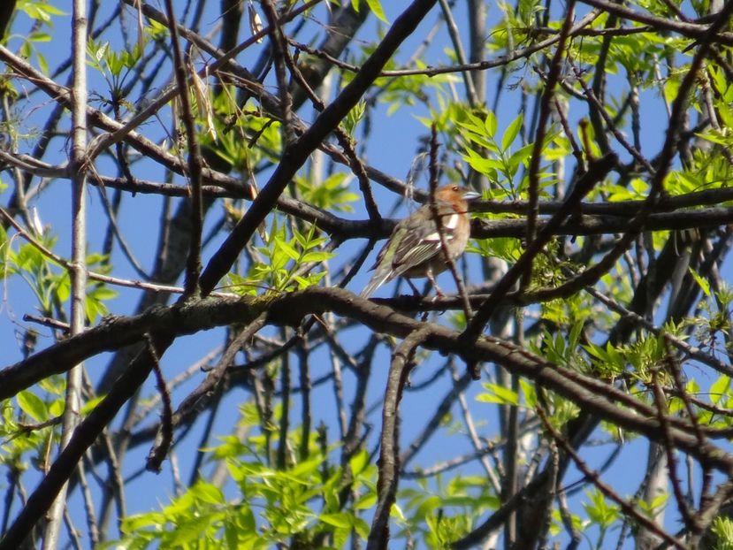 8aT - Cinteza - Pasari din Bucuresti A-M