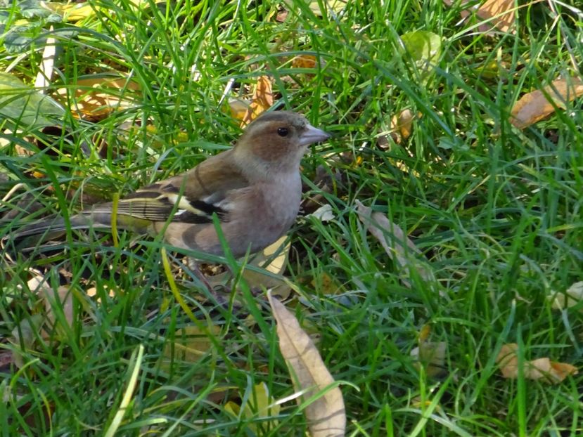 8bT - Cinteza - Pasari din Bucuresti A-M