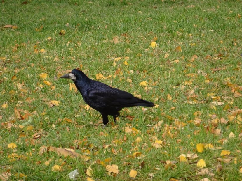 9aC - Cioara de semanatura - Pasari din Bucuresti A-M