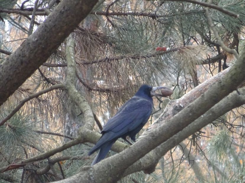 9cC - Cioara de semanatura - Pasari din Bucuresti A-M