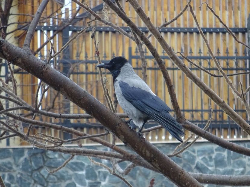 10aT - Cioara griva - Pasari din Bucuresti A-M