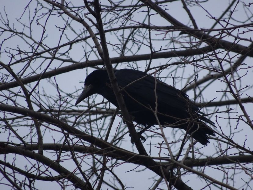 11aP - Cioara neagra - Pasari din Bucuresti A-M