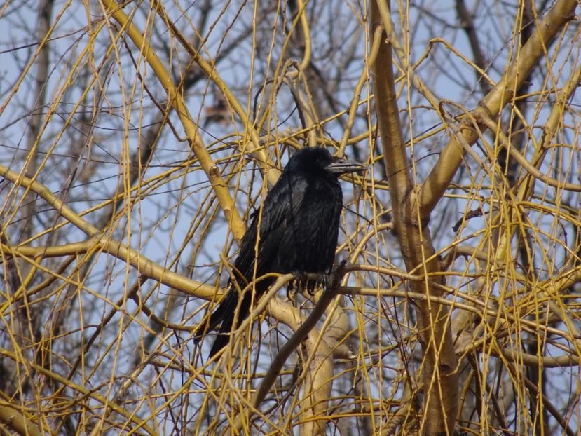 11bP - Cioara neagra - Pasari din Bucuresti A-M