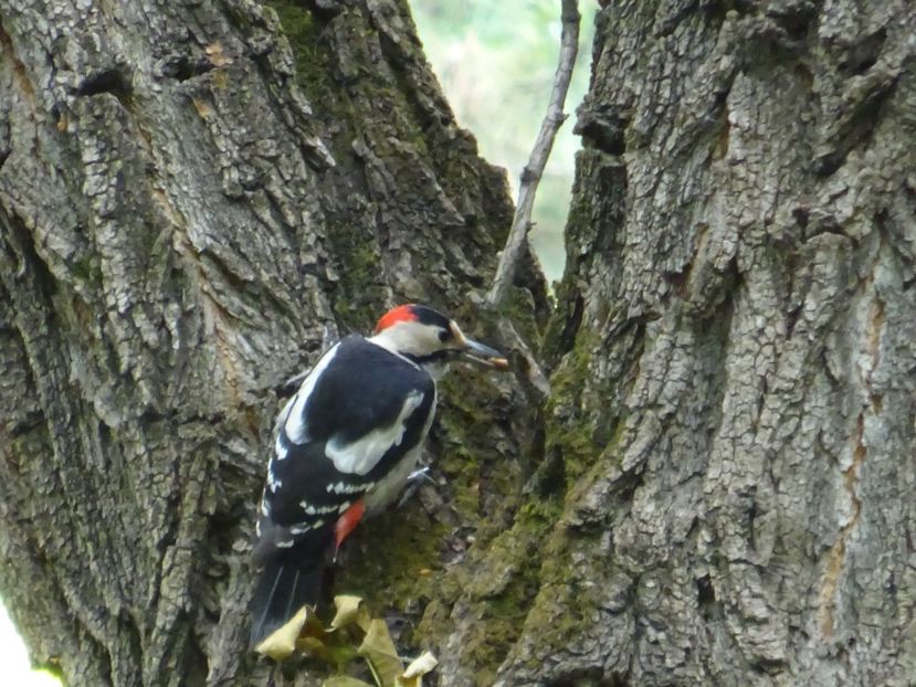 12aT - Ciocanitoare - Pasari din Bucuresti A-M